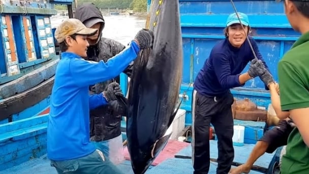 Vietnamese tuna ranks among the top in the world